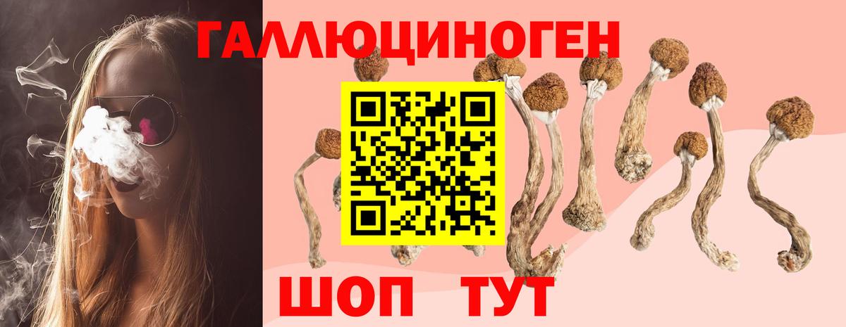 Галлюциногенные грибы Psilocybine cubensis Белово